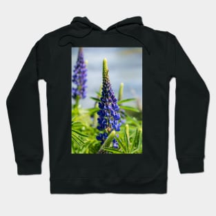 Two purple lupin flowers. Hoodie